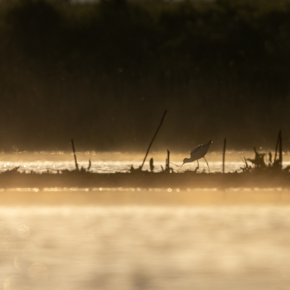 Pied avocet in the fog.jpg