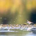 Kleine plevier in avondlicht