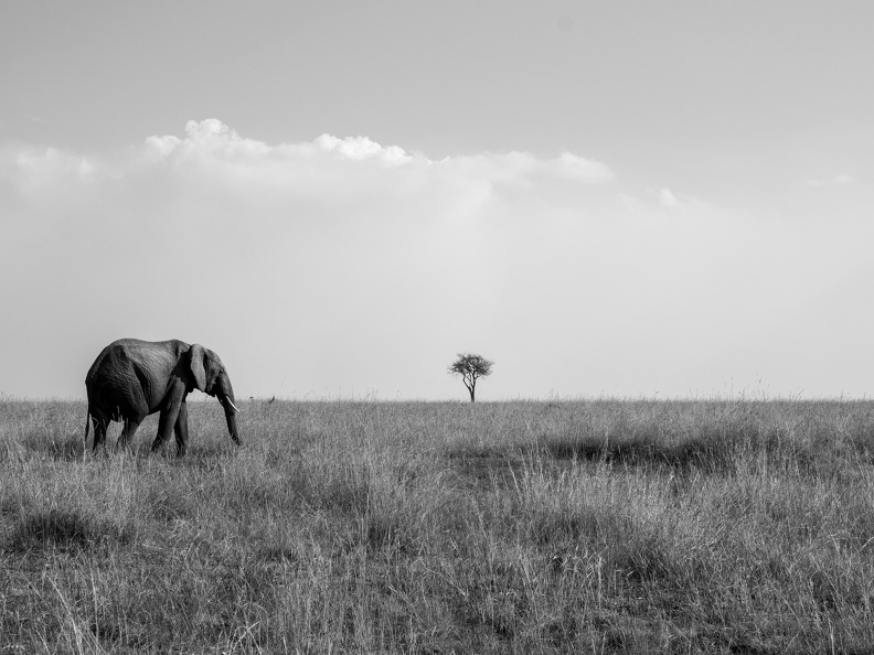 Classic Masai Mara