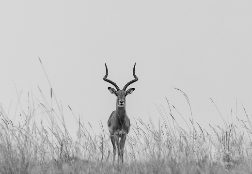 Impala in the grass