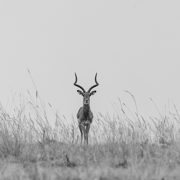Impale in the grass.jpg
