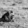 King of the Mara