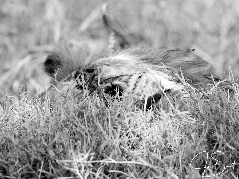 Big cat hiding in the grass