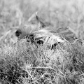 Big cat hiding in the grass