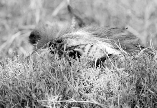 Big cat hiding in the grass