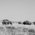 Lone Tusker in the Masai Mara