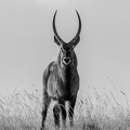 Waterbuck Male