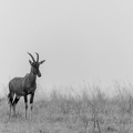 Topi in the grass.jpg