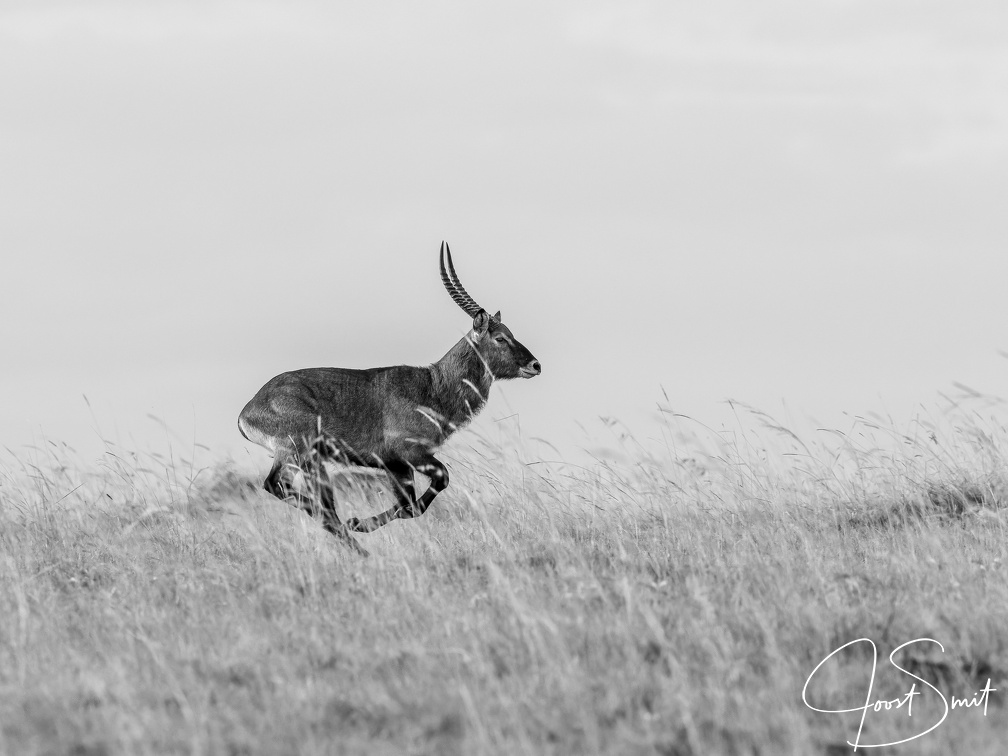 Running Waterbuck