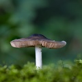 Paddestoel in het groen