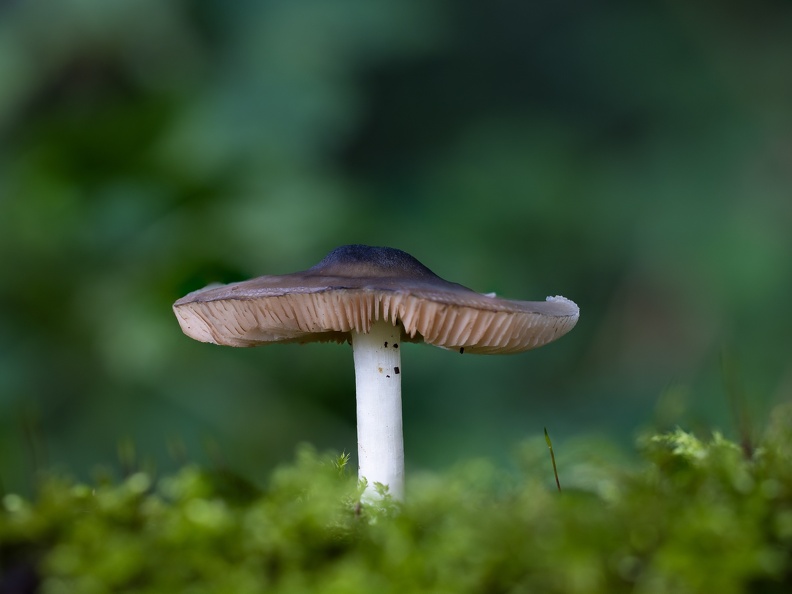 Paddestoel in het groen