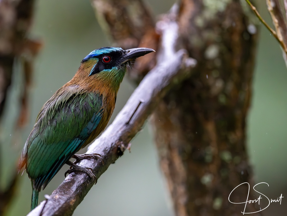 Lesson's motmot