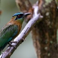 Lesson's motmot