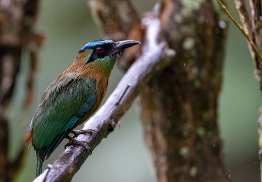 Lesson's motmot