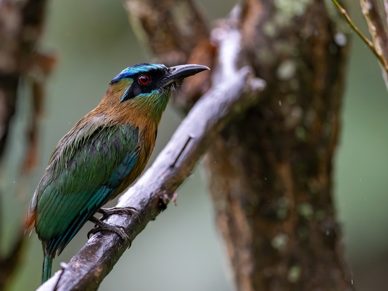 Lesson's motmot
