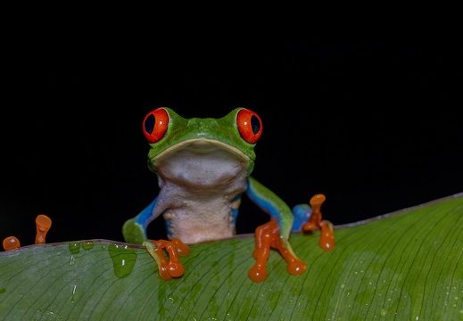 Costa Rica