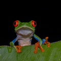 Red-eyed tree frog.jpg