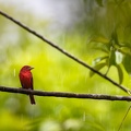 Summer Tanager in the rain