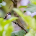 Volcano Hummingbird