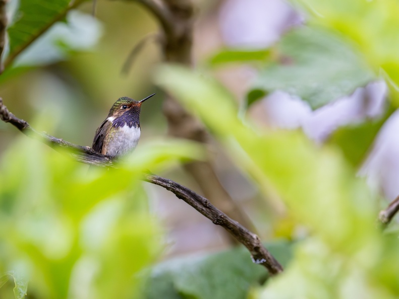 Volcano Hummingbird