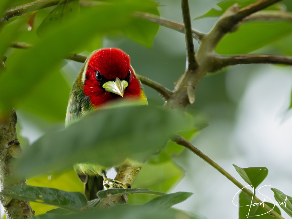 Angry bird