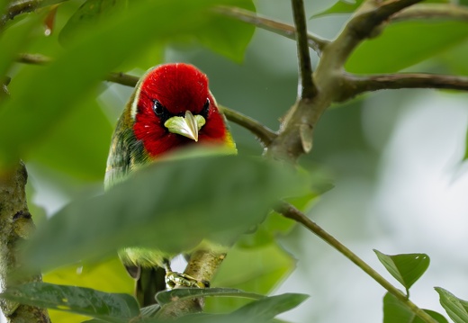 Angry bird