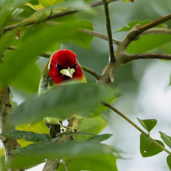 Angry bird.jpg