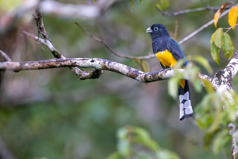 19. Black-headed Trogon.jpg