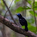 20. Bare-crowned antbird.jpg