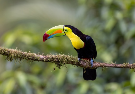 Keel-billed Toucan