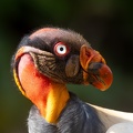 24. King Vulture.jpg