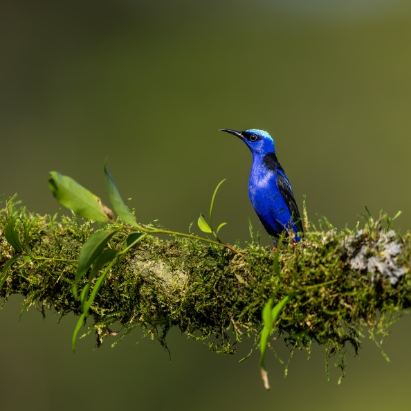 26. Red-legged honeycreeper.jpg