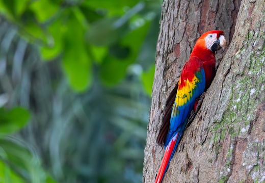 Scarlet Macaw