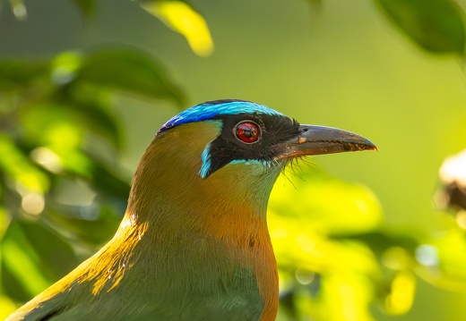 Lesson's motmot