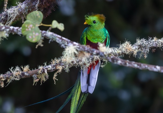 Resplendent Quetzal
