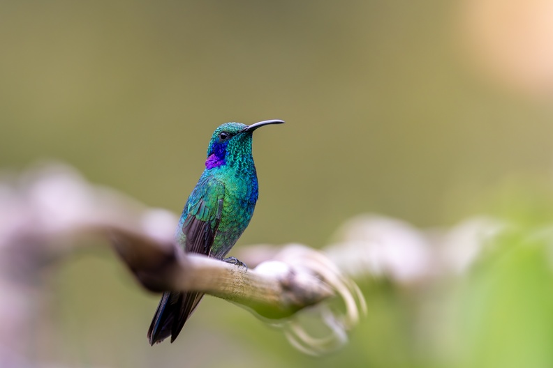 9. Lesser Violetear.jpg