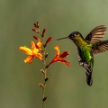 Fiery-throated Hummingbird