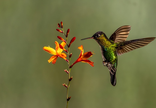 Fiery-throated Hummingbird