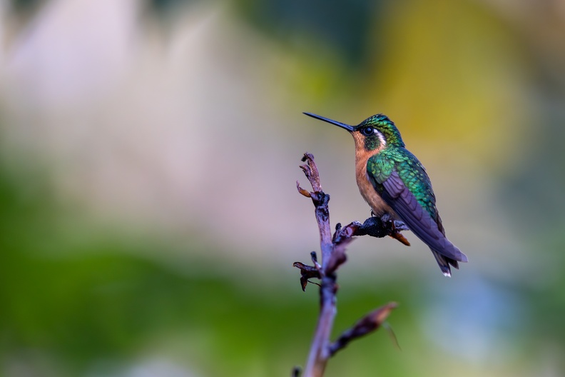 11. White-throated Mountaingem.jpg