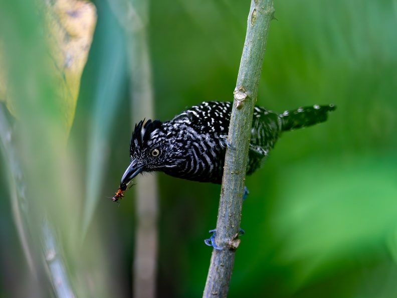 Barred Antshrike