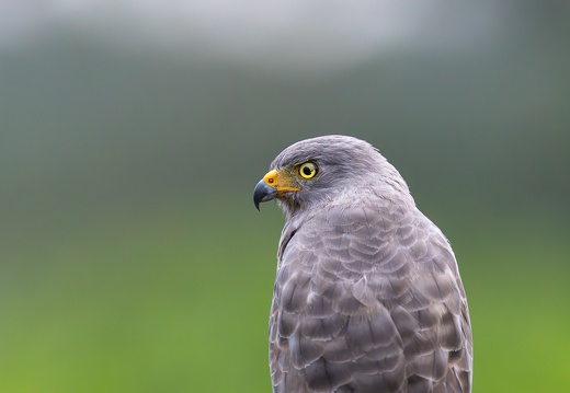 Roadside Hawk