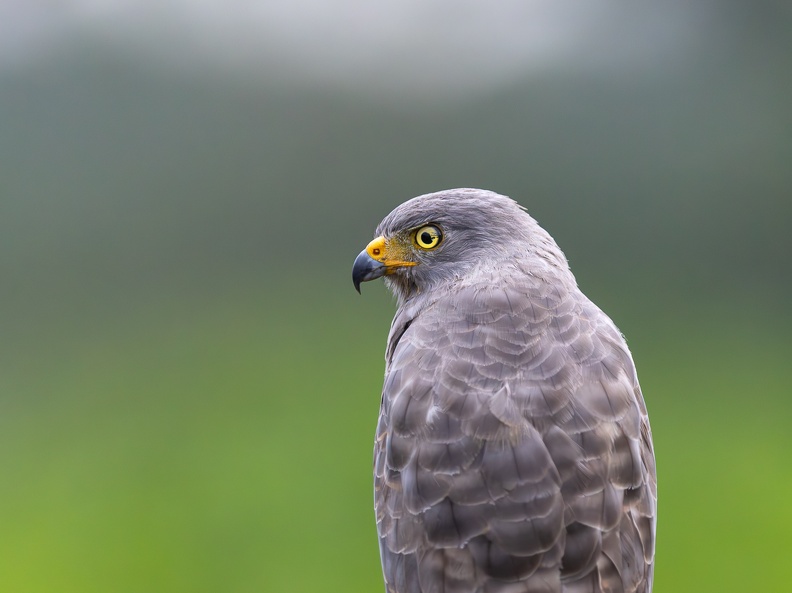 Roadside Hawk