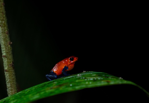 Strawberry Poision Dart Frog