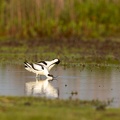 Kluut - Paringsritueel deel II: wassen