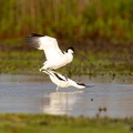 Avocet - Mating ritual part iV- the deed.jpg