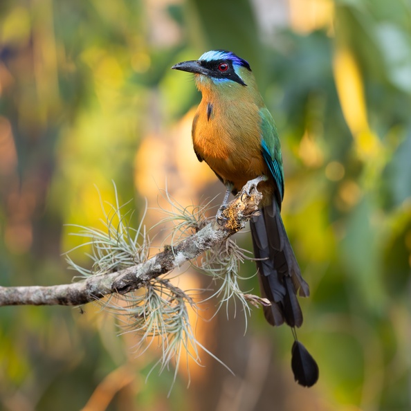 Blue-crowned motmot sitting on a branch.jpg