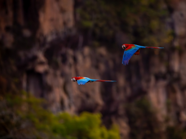 Red and green macaws flying to their nests