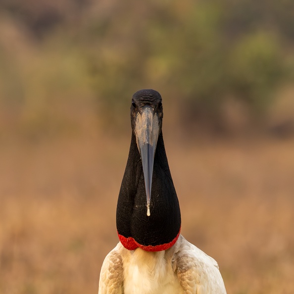 Jabiru.jpg