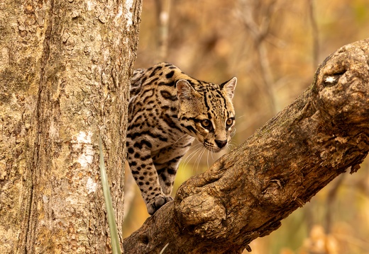 Pantanal - Part 1: Aymara & Pouso Alegre