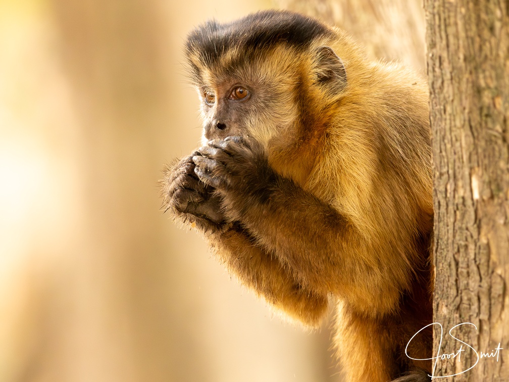 Tufted capuchin monkey